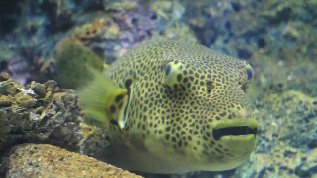 Fish life underwater in Thailand 