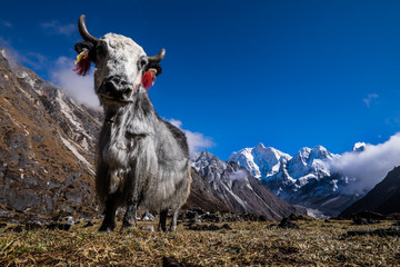 Jakken in de Himalaya, Nepal