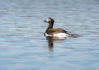 A single male Long-tailed Duck (clangula hyemalis)