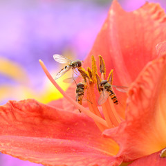 Blumen 636 © K.-U. Häßler