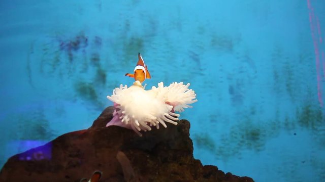Fish life underwater in Thailand