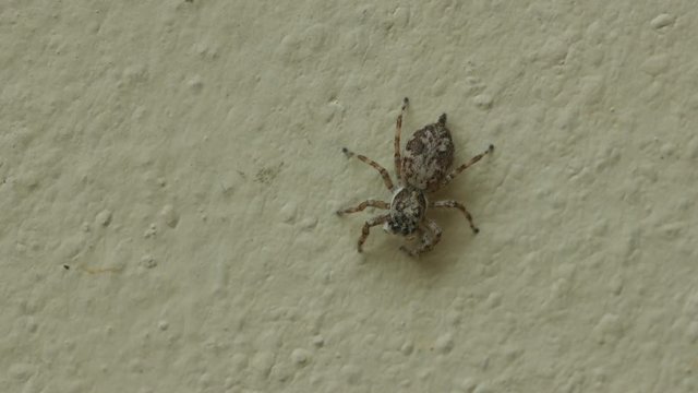 jumping spider is moving its palps on the rough wall 