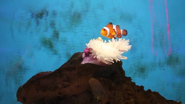 Fish life underwater in Thailand