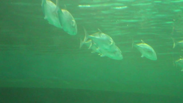 Fish life underwater in Thailand 