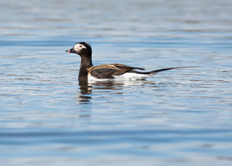 Fototapeta premium A single male Long-Tailed Duck (clangula hyemalis)