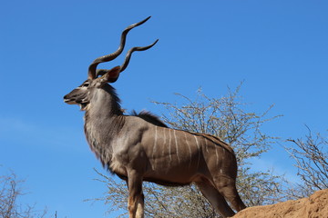 A proud, standing male greater Kudu in Kruger National Park looking ahead