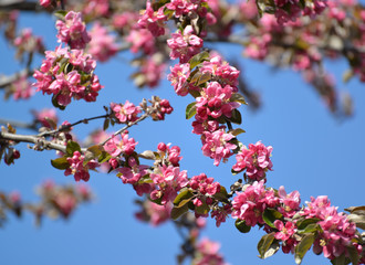 Flowers of an apple-tree of Nedzvetsky (Malus niedzwetzkyana Die