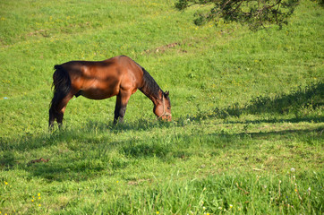 Brown horse grazing fresh grass on a mountain field in summertime