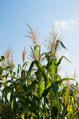corn stalks stretches to the sky