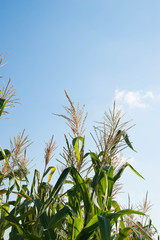 corn stalks stretches to the sky