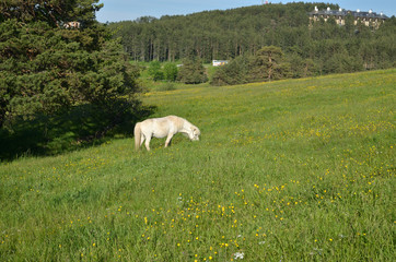 Fototapeta premium White horse grazing fresh grass on mountain field in summertime