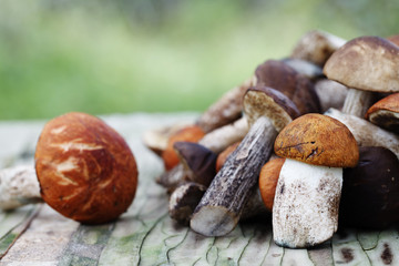 fresh mushrooms, harvest from the forest