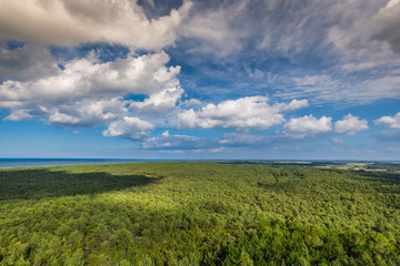 Top view of coniferous forest on the Baltic Sea coast, Poland