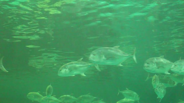 Fish life underwater in Thailand