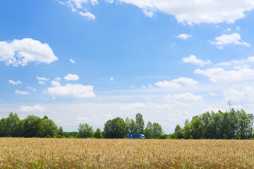 Obraz premium The image of a wheat field