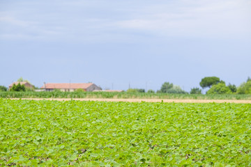 Fototapeta na wymiar Italian agricultural summer landscape