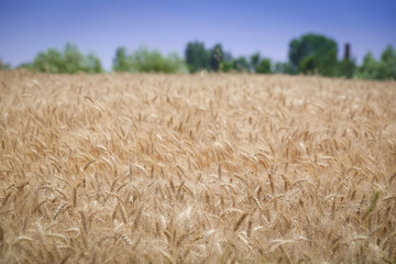 The image of a wheat field
