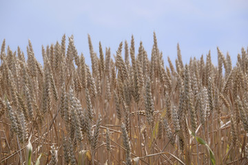 The image of a wheat field