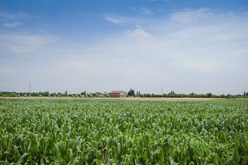 Fototapeta na wymiar The image of a corn field in Rovigo, Italy