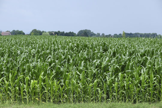 The image of a corn field in Rovigo, Italy