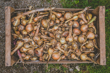 Onion shallots placed in a box