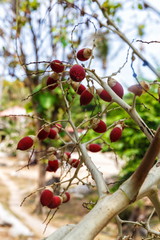 Beautiful tree in Thailand