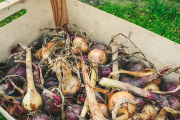 Red and yellow onion shallots placed in a box
