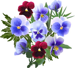 bunch of garden violet flowers isolated on white