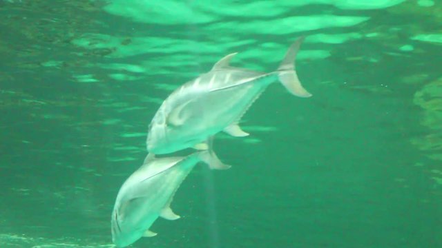 Fish life underwater in Thailand 