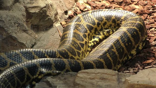 Paraguayan anaconda in motion, 4K video