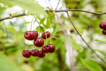 Ripe cherry on tree