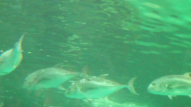 Fish life underwater in Thailand 