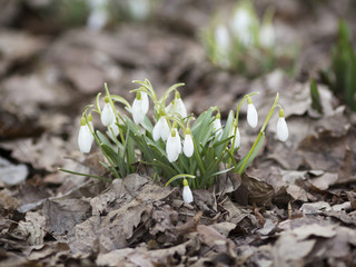 Snowdrop or Galanthus flowering in early spring