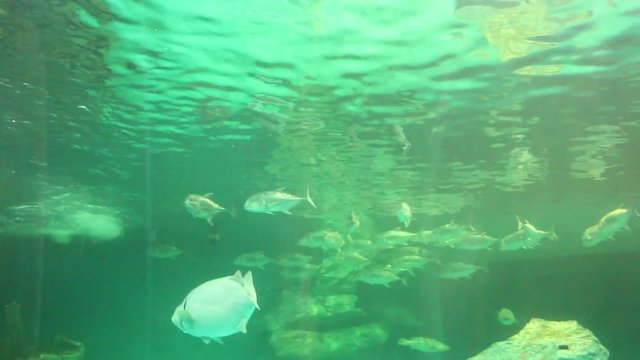 Fish life underwater in Thailand 