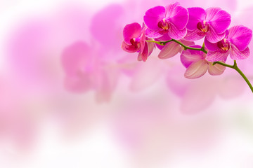 Purple orchid flower on blur background with copy space for your text.