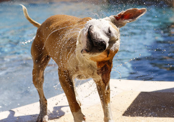 Dog shaking off water after swimming