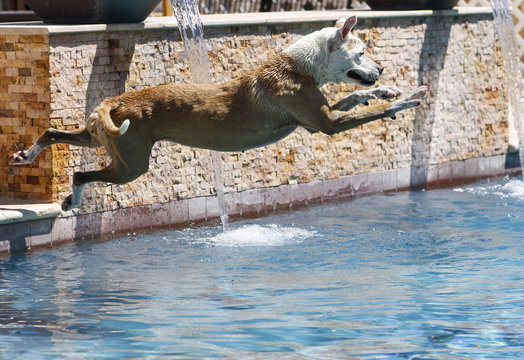 Dog caught in mid-air over the swimming pool