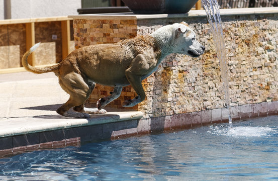 Dog on the edge of the pool ready to jump in
