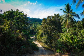 Path in the jungle