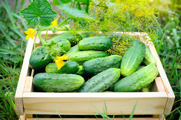 Cucumbers in wooden box in the garden