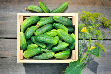Fresh cucumbers in wooden box outdoor