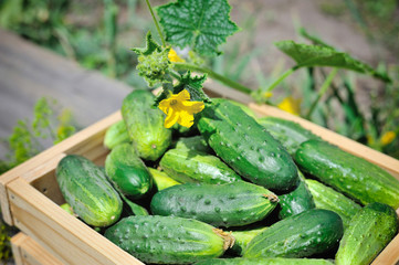 Fresh cucumbers in wooden box outdoor