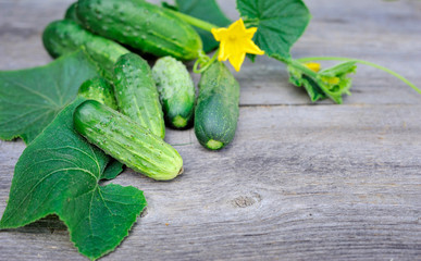 Fresh cucumbers on the wooden table outdoor