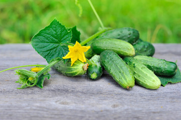 Fresh cucumbers on the wooden table outdoor
