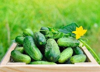 Fresh cucumbers in wooden box outdoor