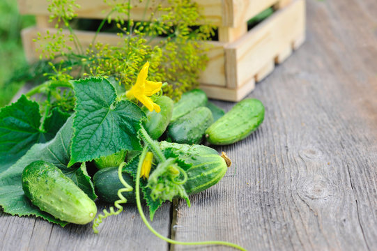 Fresh cucumbers on the wooden table outdoor