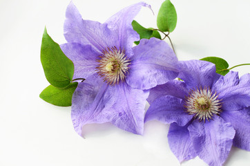 Purple clematis flower