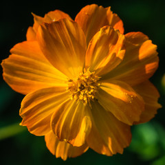 Tangerine Cosmos