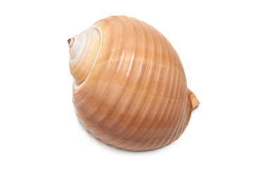 Beige seashell