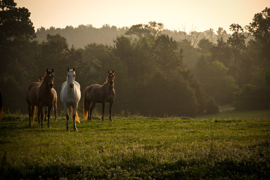 Wild horses in the mountains at sunrise © genesisstudios